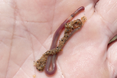 Glyceridae