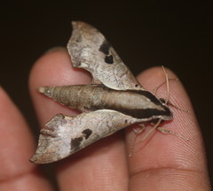 Enpinanga borneensis