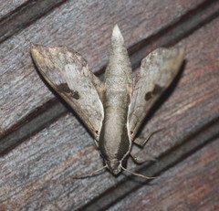 Enpinanga borneensis