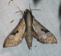 Enpinanga borneensis