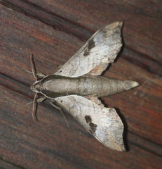 Enpinanga borneensis