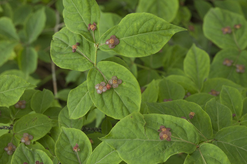 Warty-barked Spindle