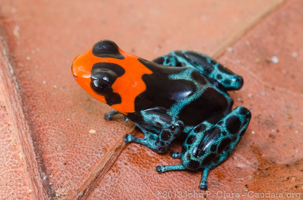 Blessed Poison Frog