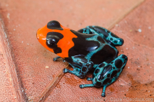 Blessed Poison Frog - Photo (c) Seánín Óg, some rights reserved (CC BY-NC-ND)