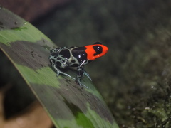 Blessed Poison Frog photo 3