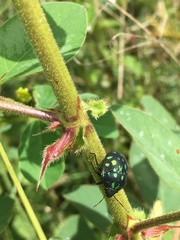 Orsilochides variabilis