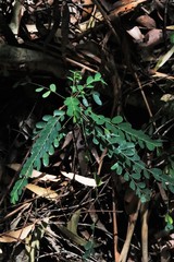 Phyllanthus gunnii