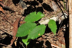 Rubus nebulosus