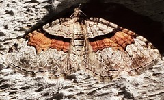 Xanthorhoe packardata