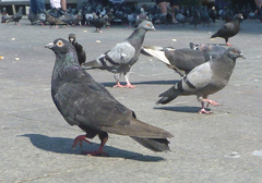 Columba livia domestica