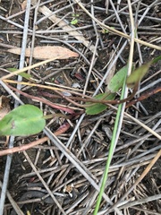 Liparophyllum exaltatum