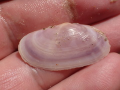 Hiatula
