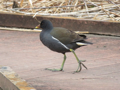 Gallinula chloropus