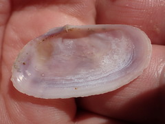 Hiatula
