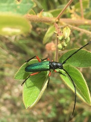 Deltaspis rubriventris