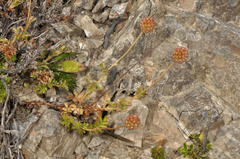 Acaena glabra