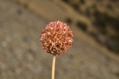 Acaena glabra