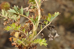 Acaena glabra