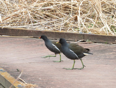 Gallinula chloropus