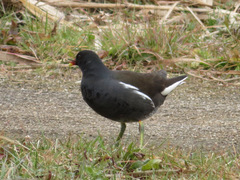 Gallinula chloropus