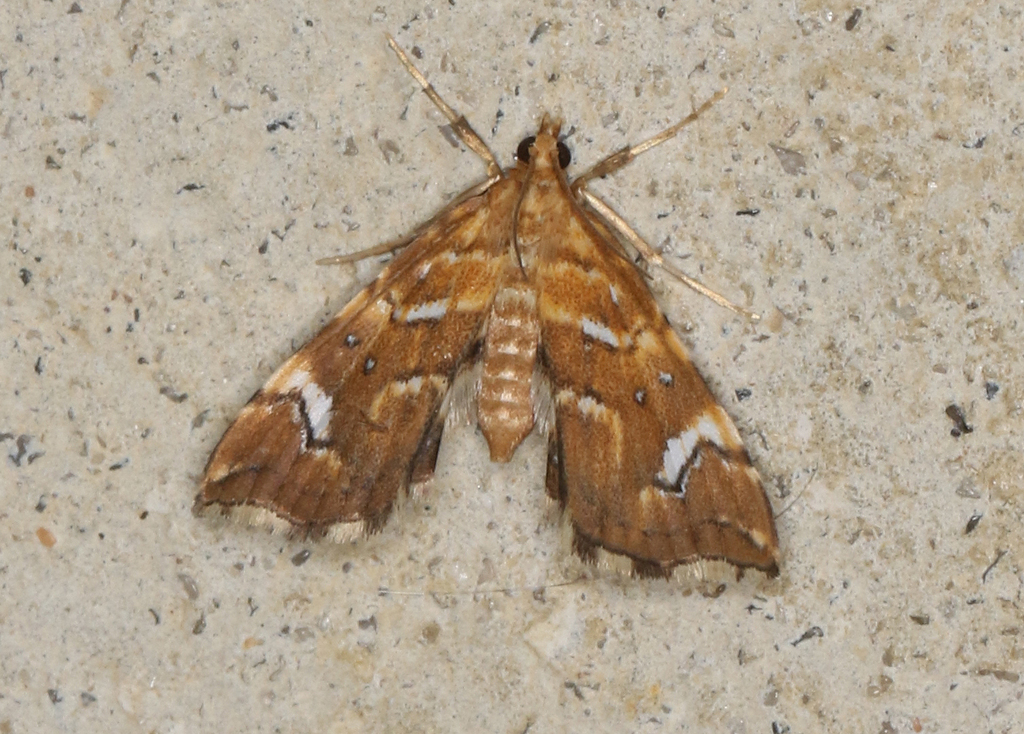 Golden-brown Fern Moth
