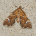 Musotima nitidalis - Photo (c) Matt Campbell, μερικά δικαιώματα διατηρούνται (CC BY-NC), uploaded by Matt Campbell