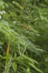 Trisetum umbratile