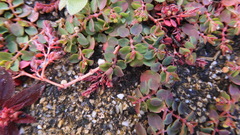 Euphorbia makinoi