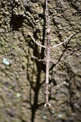 Acanthoxylini