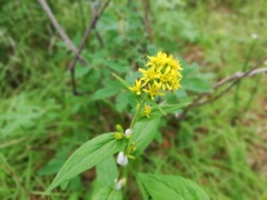 Solidago cuprea
