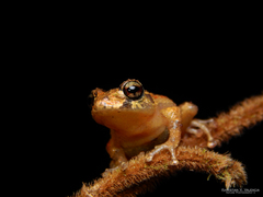 Pristimantis zophus