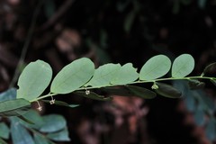 Phyllanthus gunnii