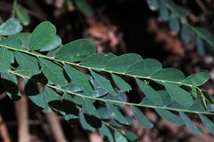 Phyllanthus gunnii