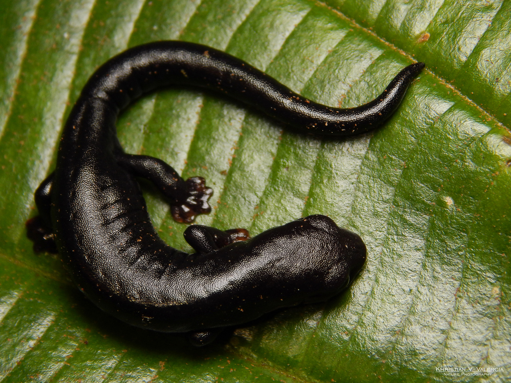 Tatama Climbing Salamander