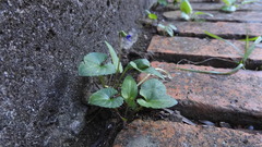 Viola inconspicua nagasakiensis
