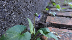 Viola inconspicua nagasakiensis