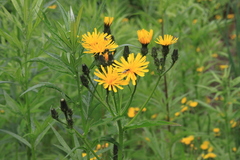 Picris japonica kamtschatica