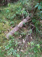 Veronica pubescens pubescens