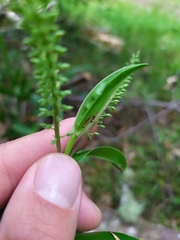 Veronica pubescens pubescens