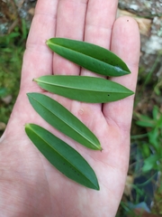 Veronica pubescens pubescens