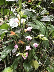 Phaius mishmensis