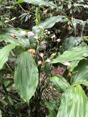 Phaius mishmensis