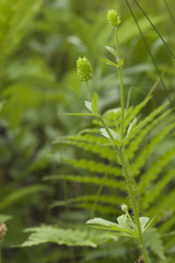 Ranunculus chinensis