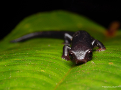 Tatama Climbing Salamander photo 2