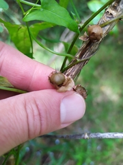Calystegia marginata