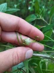 Calystegia marginata