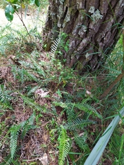 Calystegia marginata