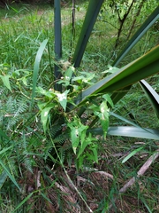 Calystegia marginata