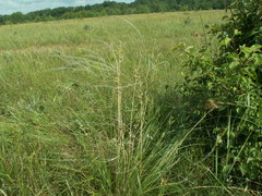 Stipa dasyphylla