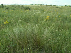 Stipa tirsa
